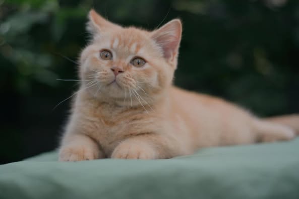 British Shorthair
