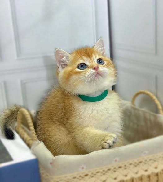British Shorthair