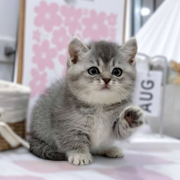 Munchkin