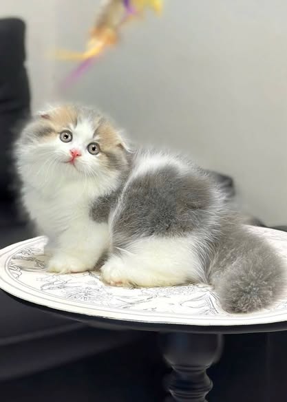 Munchkin Fold Longhair