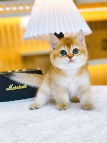 British Shorthair