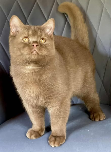 British Shorthair