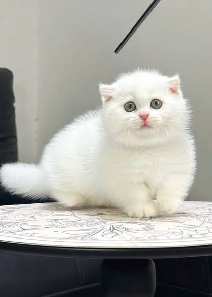 Munchkin Fold