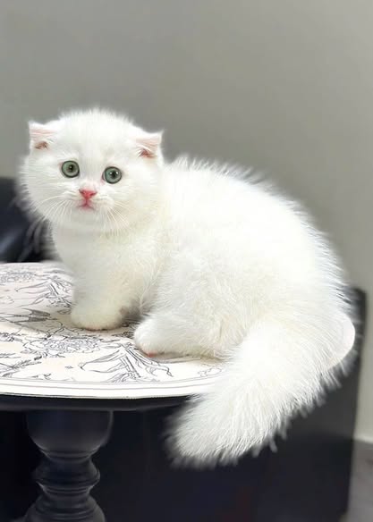 Munchkin Fold