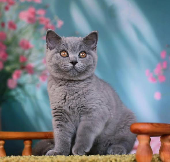 British Shorthair