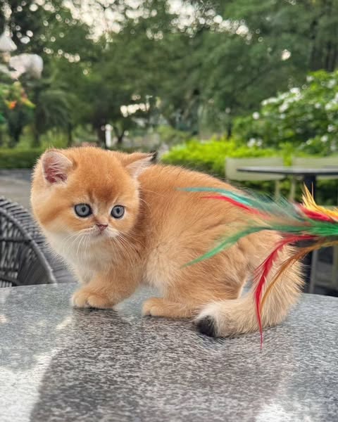 British Shorthair