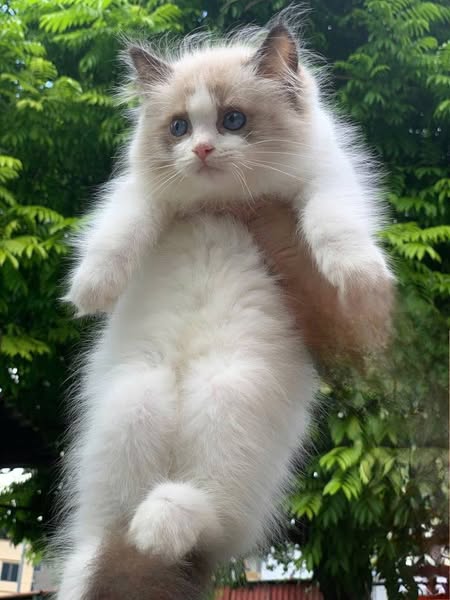 Ragdoll