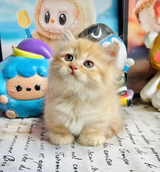 Munchkin