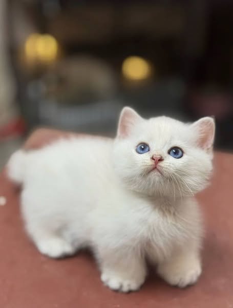 Munchkin
