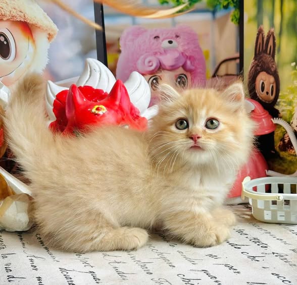 Munchkin