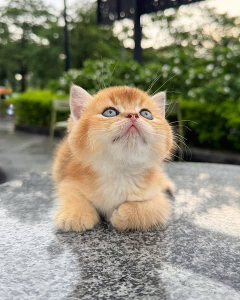 British Shorthair