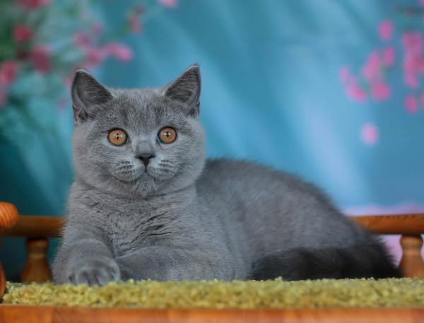 British Shorthair