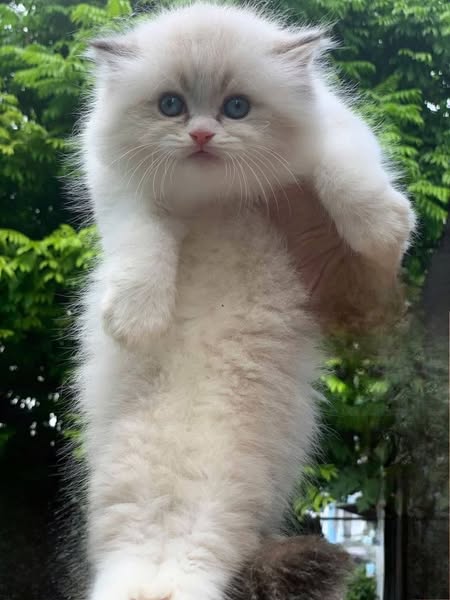Ragdoll