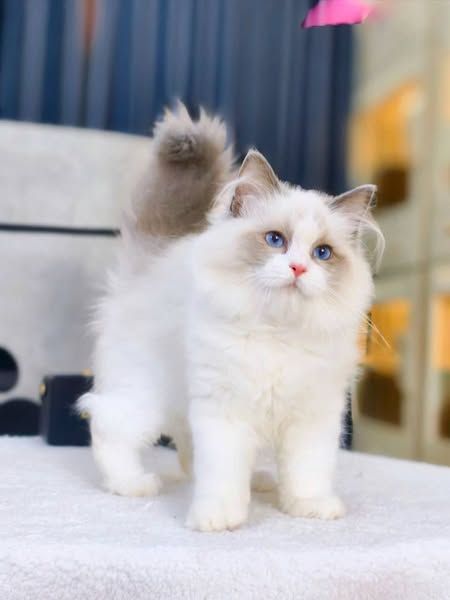 Ragdoll