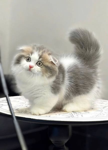 Munchkin Fold Longhair
