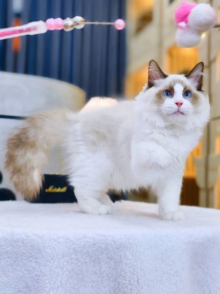 Ragdoll