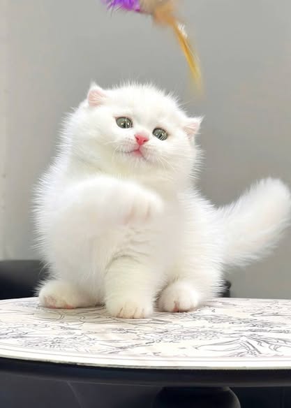 Munchkin Fold