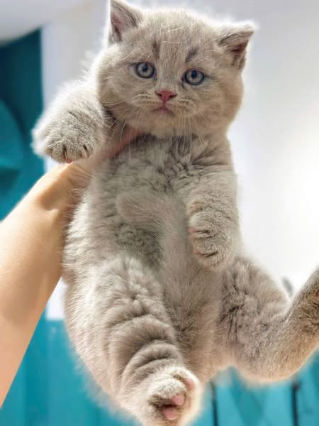 British Shorthair