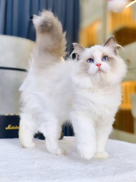 Ragdoll