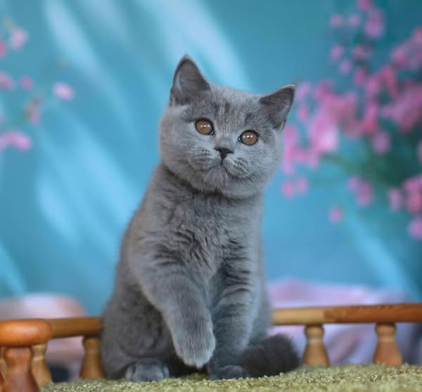 British Shorthair