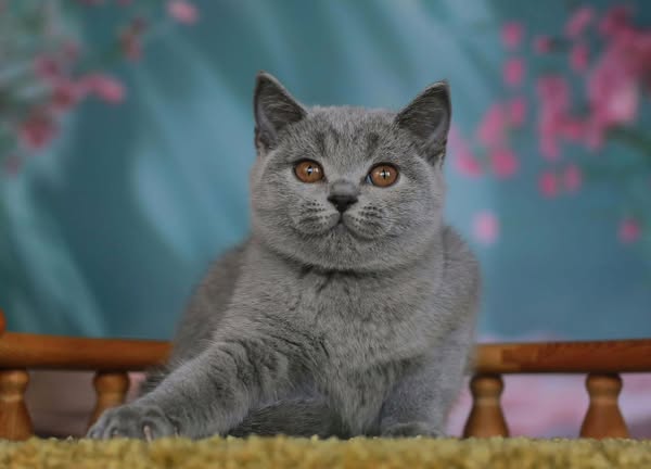 British Shorthair