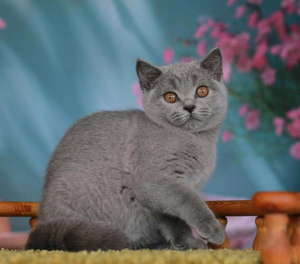British Shorthair