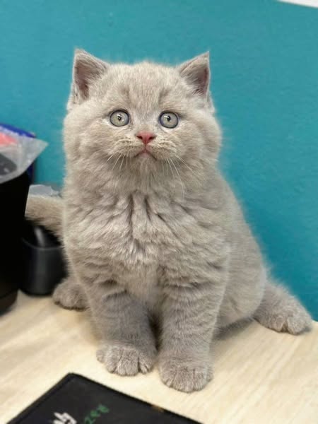 British Shorthair