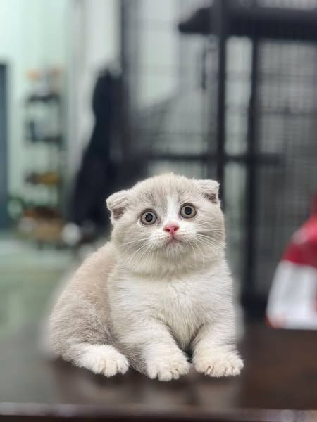 Munchkin Fold