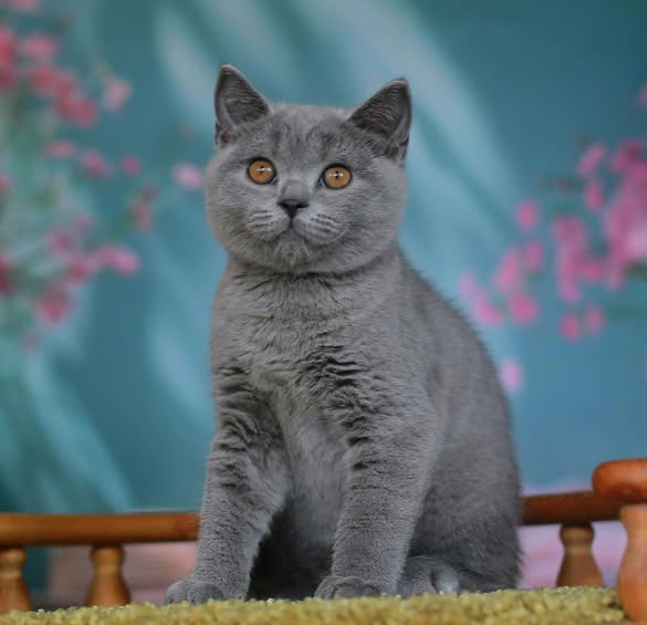 British Shorthair