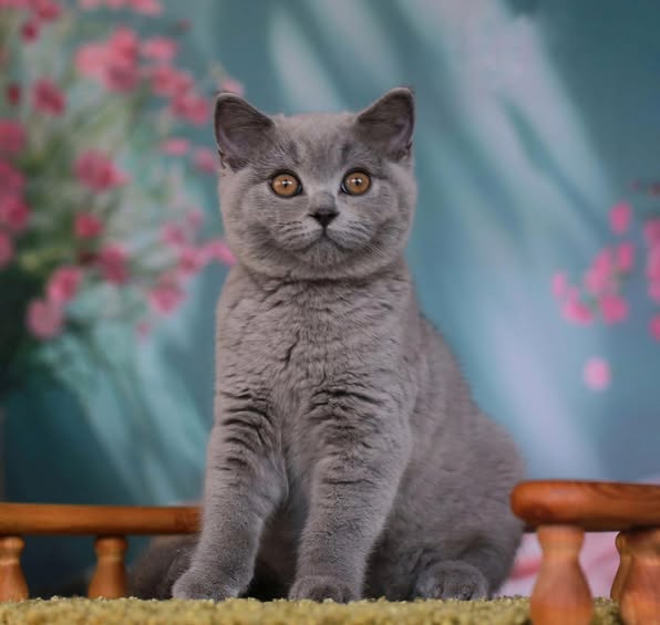 British Shorthair