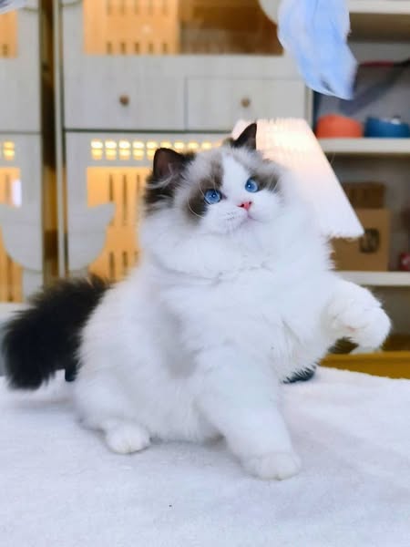 Ragdoll