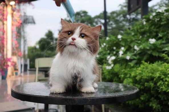 Munchkin Longhair