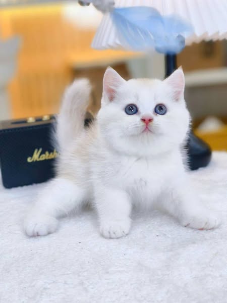 British Shorthair