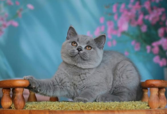 British Shorthair