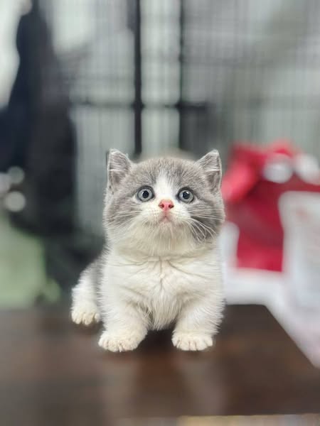 Munchkin