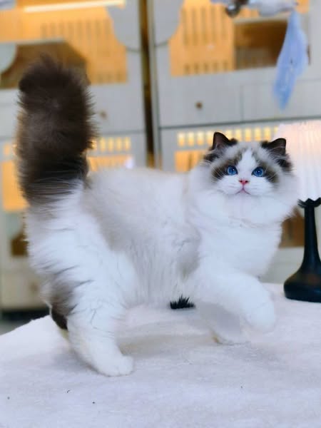 Ragdoll