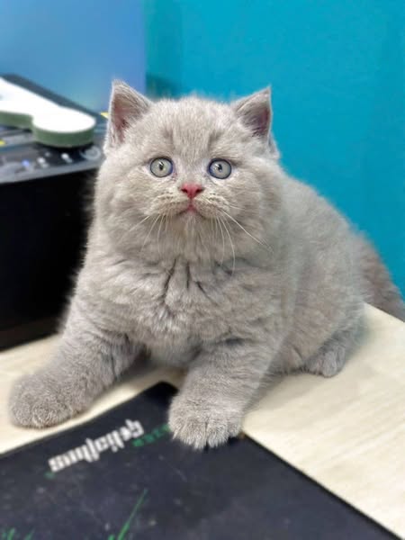 British Shorthair