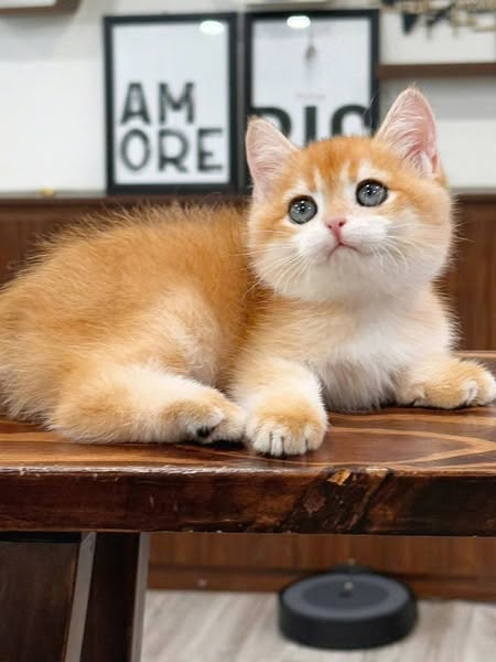 British Shorthair
