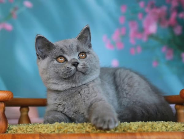 British Shorthair