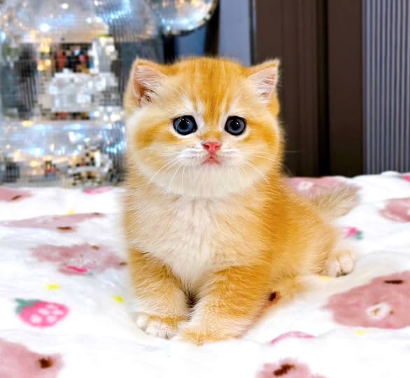 British Shorthair