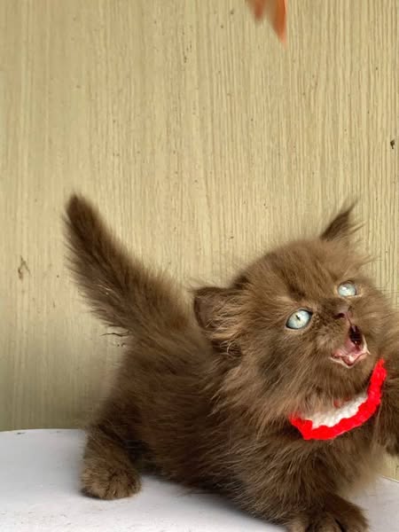 Munchkin Longhair