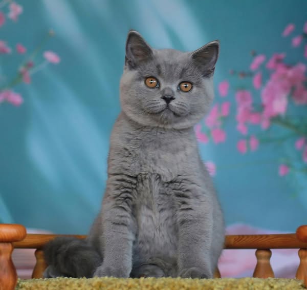 British Shorthair