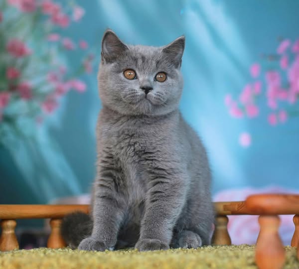British Shorthair