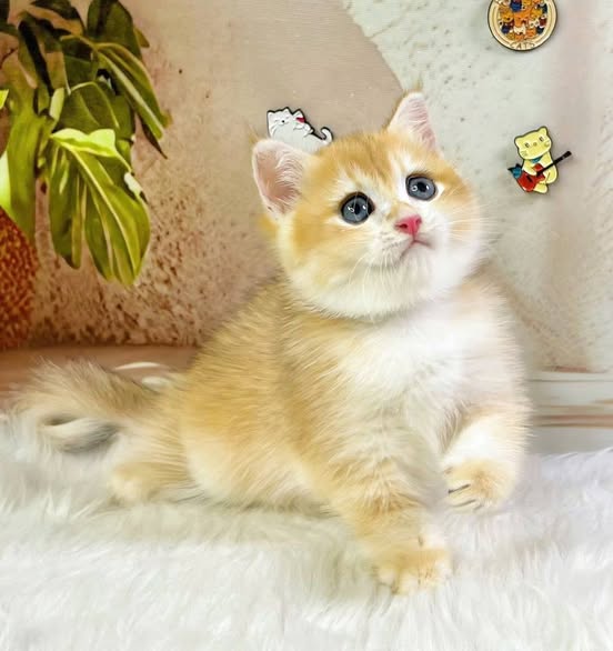 British Shorthair