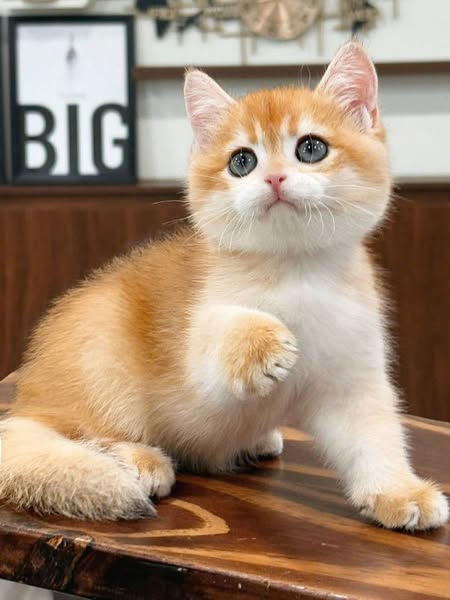 British Shorthair