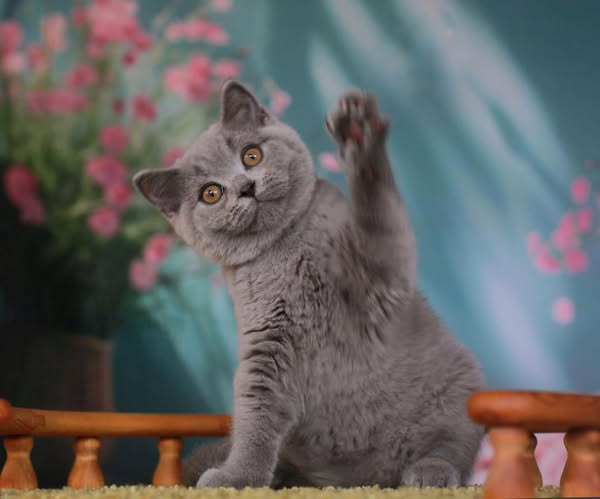 British Shorthair