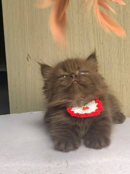 Munchkin Longhair
