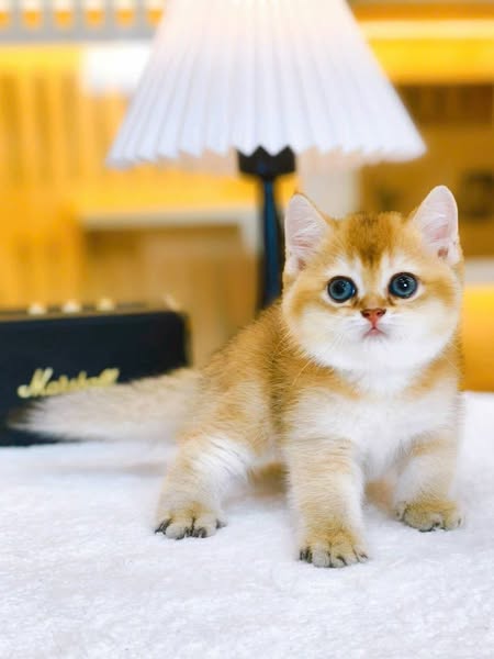 British Shorthair