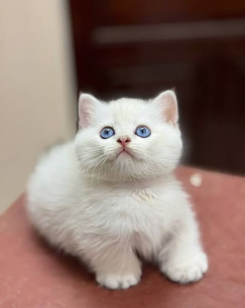 Munchkin