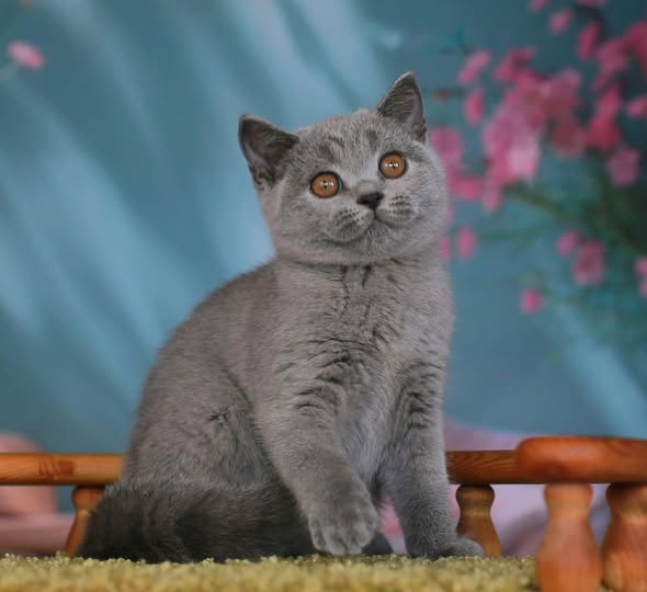 British Shorthair